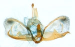 Male genitalia; North Carolina; J.B. Sullivan.
