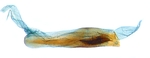 Aedeagus (not everted); North Carolina; J.B. Sullivan.