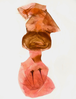 Female genitalia; Madison County; Jim Petranka.