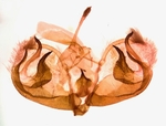 Male genitalia; Madison County; Jim Petranka.
