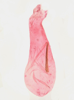 Female genitalia; Madison County; Jim Petranka. 