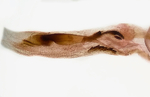 Aedeagus; Richmond County; Jim Petranka.