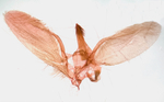 Male genitalia; Madison County; North Carolina.