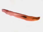 Aedeagus; Madison County; North Carolina.