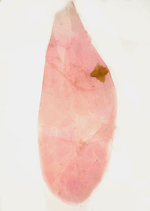 Female genitalia; Madison County; Jim Petranka.