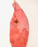 Female genitalia; Henderson County; Jim Petranka. 