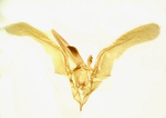 Male genitalia; Madison County; Jim Petranka.
