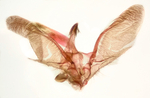 Male genitalia; Richmond County; Jim Petranka.