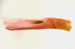 Aedeagus; Richmond County; Jim Petranka.