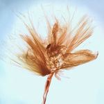 Male genitalia (hair tufts intact); Madison County; Jim Petranka.