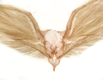 Male genitalia; Madison County; Jim Petranka.