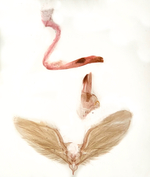 Male genitalia (dissected); Madison County; Jim Petranka.