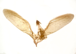 Male genitalia; Madison County; Jim Petranka.