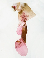 Female genitalia; Madison County; Jim Petranka.