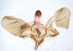 Male genitalia; Carteret County; Jim Petranka.