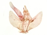Male genitalia; Richmond County; Jim Petranka.