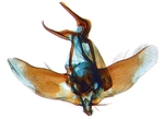 Male genitalia; North Carolina; J.B. Sullivan.