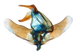 Male genitalia; Carteret County; J.B. Sullivan.