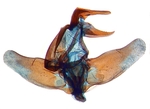 Male genitalia; Carteret County; J.B. Sullivan.