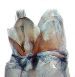 Male tergites; Carteret County; J.B. Sullivan.