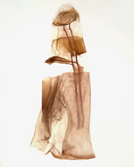 Female genitalia; Richmond County; Jim Petranka.