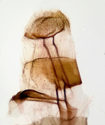 Female genitalia; Richmond County; Jim Petranka.