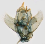 Male genitalia; North Carolina; J.B. Sullivan.