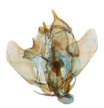 Male genitalia; North Carolina; J.B. Sullivan.