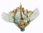 Male genitalia; North Carolina; J.B. Sullivan.