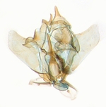 Male genitalia; North Carolina; J.B. Sullivan.