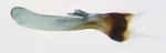 Aedeagus; North Carolina; J.B. Sullivan.