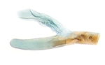Aedeagus; North Carolina; J.B. Sullivan.