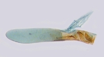 Aedeagus; North Carolina; J.B. Sullivan.