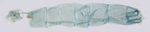 Male pelt; North Carolina; J.B. Sullivan.