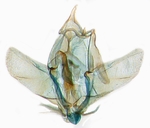 Male genitalia; North Carolina; J.B. Sullivan.