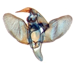 Male genitalia; Scotland County; J.B. Sullivan.