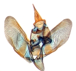 Male genitalia; Moore County; J.B. Sullivan.