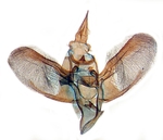 Male genitalia; Moore County; J.B. Sullivan.