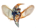Male genitalia; Carteret County; J.B. Sullivan.