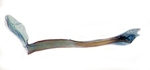 Aedeagus; Scotland County; J.B. Sullivan.