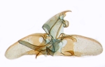 Male genitalia; North Carolina; J.B. Sullivan.