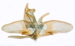 Male genitalia; North Carolina; J.B. Sullivan.