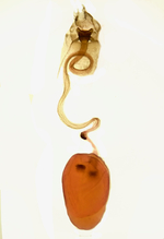 Female genitalia; Madison County; Jim Petranka