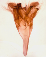 Male genitalia; Richmond County; Jim Petranka.