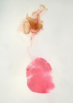 Female genitalia; Richmond County; Jim Petranka.