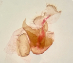Female genitalia; Richmond County; Jim Petranka.