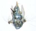 Male genitalia; Pender County; J.B. Sullivan.