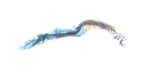 Aedeagus; Pender County; J.B. Sullivan.
