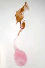 Female genitalia; Moore County; Jim Petranka.