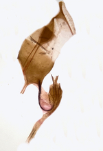 Female genitalia; Moore County; Jim Petranka.